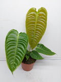 Anthurium Veitchii Narrow