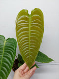 Anthurium Veitchii Narrow