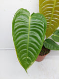 Anthurium Veitchii Narrow