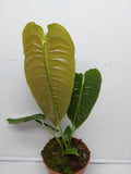 Anthurium Veitchii Narrow