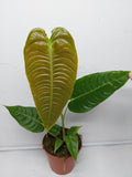 Anthurium Veitchii Narrow