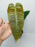 Anthurium Veitchii Narrow