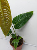 Anthurium Veitchii Narrow