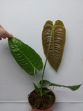 Anthurium Veitchii Narrow