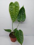 Anthurium Veitchii Narrow