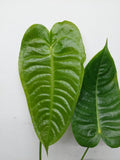 Anthurium Veitchii Narrow