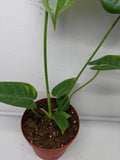 Anthurium Veitchii Narrow