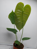 Anthurium Veitchii Narrow