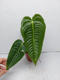 Anthurium Veitchii Narrow