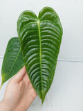 Anthurium Veitchii Narrow