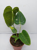 Anthurium Veitchii Narrow