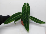 Anthurium Warocqueanum