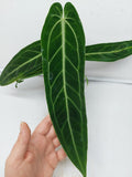 Anthurium Warocqueanum