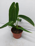 Anthurium Warocqueanum