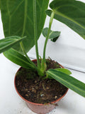 Anthurium Warocqueanum