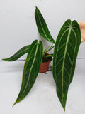 Anthurium Warocqueanum