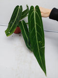 Anthurium Warocqueanum