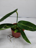 Anthurium Warocqueanum