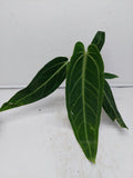 Anthurium Warocqueanum