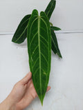 Anthurium Warocqueanum