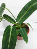 Anthurium Warocqueanum