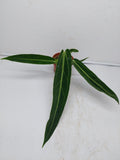 Anthurium Warocqueanum