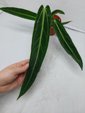 Anthurium Warocqueanum