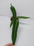 Anthurium Warocqueanum