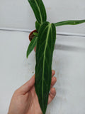 Anthurium Warocqueanum