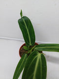 Anthurium Warocqueanum