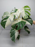 Monstera Variegata (zum aussuchen)