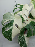 Monstera Variegata (zum aussuchen)