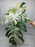 Monstera Variegata (zum aussuchen)