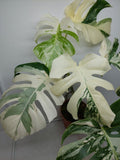 Monstera Variegata (zum aussuchen)