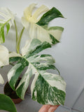 Monstera Variegata (zum aussuchen)