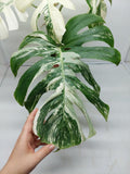 Monstera Variegata (zum aussuchen)