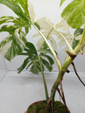 Monstera Variegata (zum aussuchen)