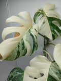 Monstera Variegata (zum aussuchen)