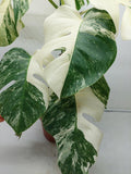 Monstera Variegata (zum aussuchen)