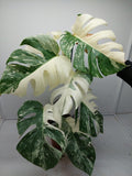 Monstera Variegata (zum aussuchen)