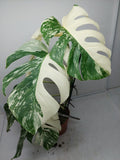 Monstera Variegata (zum aussuchen)