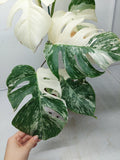 Monstera Variegata (zum aussuchen)