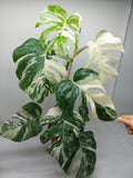 Monstera Variegata (zum aussuchen)