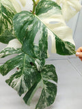 Monstera Variegata (zum aussuchen)