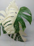 Monstera Variegata (zum aussuchen)