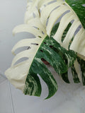 Monstera Variegata (zum aussuchen)