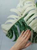 Monstera Variegata (zum aussuchen)