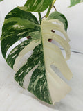 Monstera Variegata (zum aussuchen)