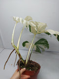 Monstera Variegata (zum aussuchen)