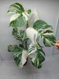 Monstera Variegata (zum aussuchen)